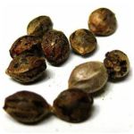 Семена марихуаны АК-47  (Seeds AK-47) в Хилке